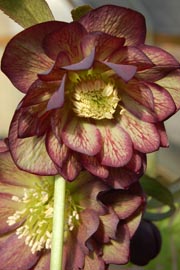 Helleborus�x hybridus `Winter Jewel Harlequin Gem